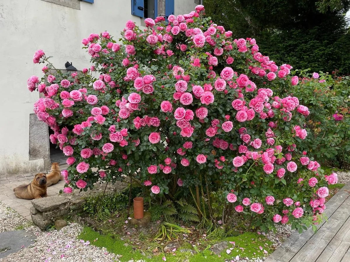 Chez Nosch Bed & Breakfast Plouegat-Guerand
